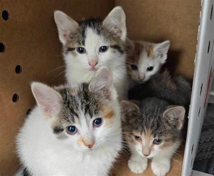 Discoveries From "Kittens Having A Cookout"