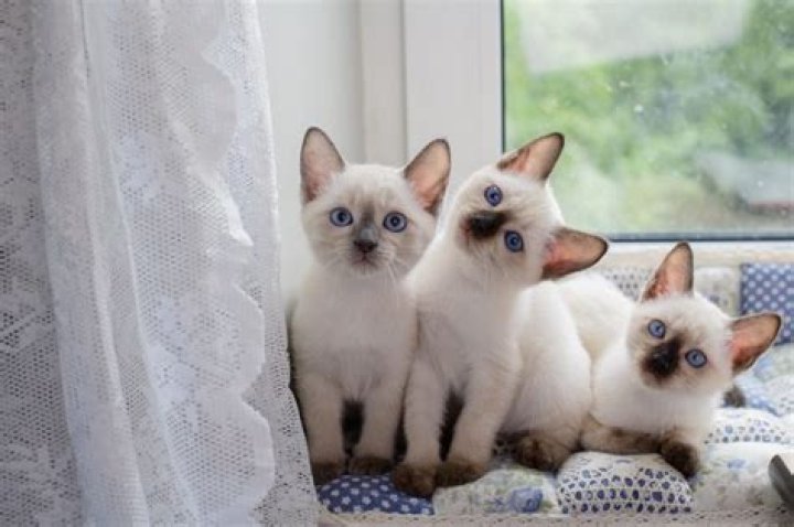 Unveiling The Enchanting World Of Daria Panchenko