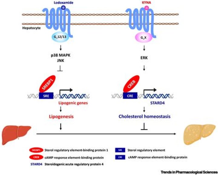 Unveiling The Enigma Of Jack Pratt Heart Condition: Discoveries And Insights