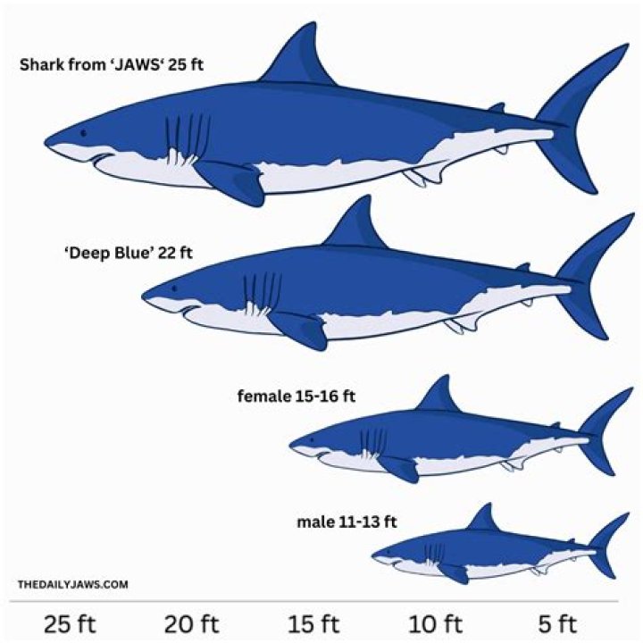 What size was Jaws? - Blogsia