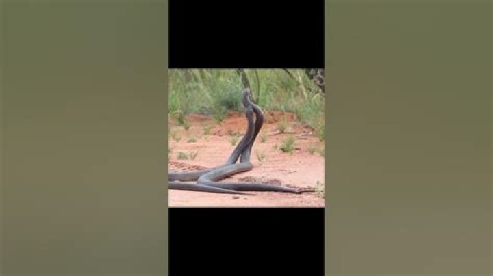 Why don t snakes bite each other?